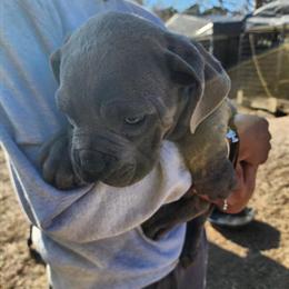 Cane Corso Puppies Available in Columbia, sc