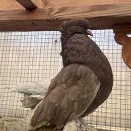 Indian Fantail Pigeons Ready for New Home in Buffalo Grove, il