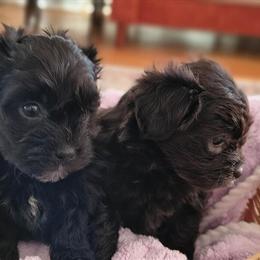 Teacup Yorkshire Terrier Puppies Available in Greenville, sc