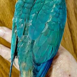 Greencheek Conure - Turquoise Yellow Sided in Saginaw, mi