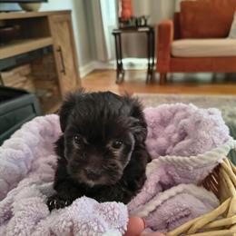 Yorkshire Terrier Teacup Puppies Available in Greenville, sc