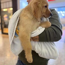 Golden Retriever Puppies in Hartford, ct