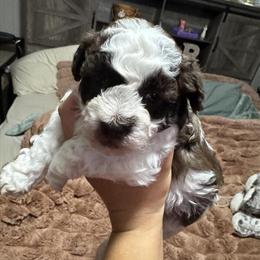 Malti-poo puppies ready for new homes in Indianapolis, in
