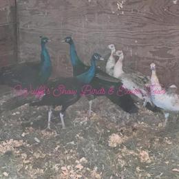 Breeding Age Peafowl Available in Connersville, in