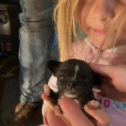 Male Chihuahua Puppy Ready Now in Joplin, mo