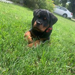 Rottweiler puppies available for reservation in Louisville, ky