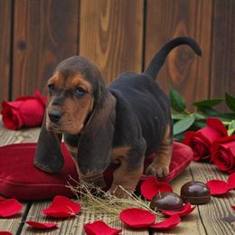 Male Basset Hound Puppy Ready for New Home in Somerset, ky
