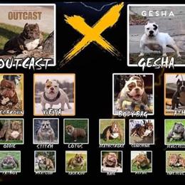 American Bully for Stud Service - Special Intro Rate in South Haven, mi