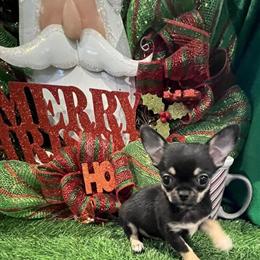 Chihuahuas for Adoption in Walker, la