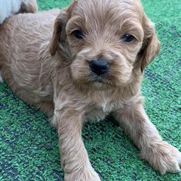 Cockapoo Puppies Ready in February in Brandon, fl