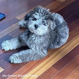 Mini and Medium Size Chowdoodle Puppies Available in Various Colors in Brandon, fl