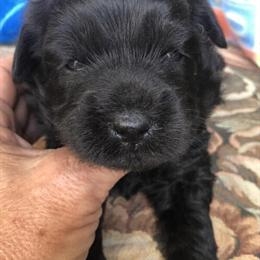 Chowdoodle Puppies Available - Mini and Medium Sizes in Brandon, fl