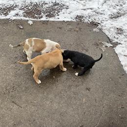 American Bully PitBull - 7 Weeks Old Female in Augusta, ga