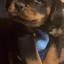 Rottweiler Puppies Available from German and Serbian Litters in Hartford, ct