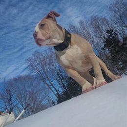 5 Month Old American Bully – GC Bloodline – Thick & Compact in Stafford, va