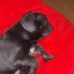 Male French Bulldog Puppy for Adoption in Providence, ri