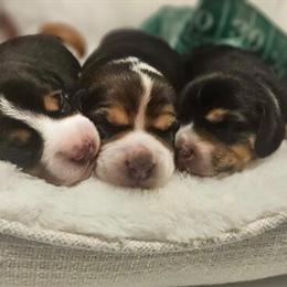 Beagle Puppies Available in Dallas, tx