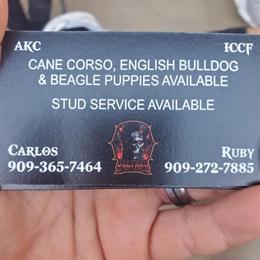 AKC Cane Corso, Beagles, and English Bulldogs Puppies Available in Dallas, tx