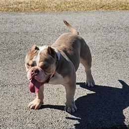 Pocket Bully Stud Service Available in Dallas, tx