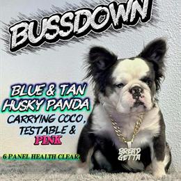 French Bulldog Stud Service - Panda Husky Fluffy in Vero Beach, fl