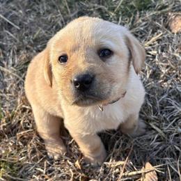 Labrador Retriever Puppies Available in Charlotte, nc