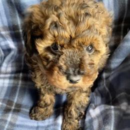 Tiny Merle Cockapoo Female Puppy Available in New Albany, in