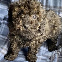 Gorgeous Red Cockapoo Puppy Available in New Albany, in