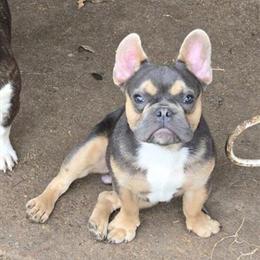 French Bulldog for Sale in League City, tx