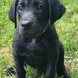 Labrador Retriever Puppies Ready for Forever Homes in Detroit, mi