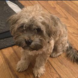 15 Week Shichon Puppy Looking for a Loving Home in Eastpointe, mi