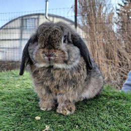 Holland Lop Bunnies for Adoption in Kendallville, in