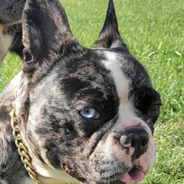 French Bulldog Female AKC Looking for Forever Home in Cleveland, oh