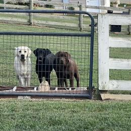 AKC Registered Female Black Labrador Retriever for Rehoming in Harrisonburg, va