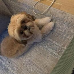 Male Shih Tzu Puppy Available in Warren, mi