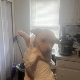 Chihuahua Puppies Looking for Forever Homes in Hartford, ct