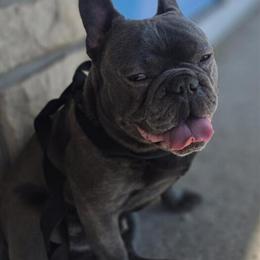 Male French Bulldog Available for Rehoming in Canton, oh