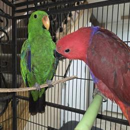 Female Eclectus Parrot for Adoption in Dearborn Heights, mi
