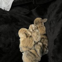 Holland Lop Puppies for Sale Starting March 15th in Spartanburg, sc