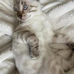 Bengal Kitten Available with Health Guarantee in Macomb, mi