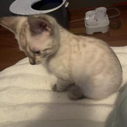 Bengal kitten available - female snow with blue eyes in Macomb, mi