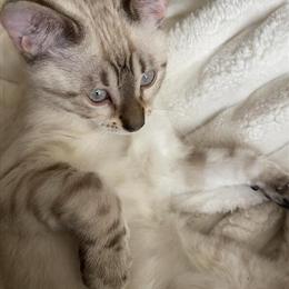 Bengal Cat for Sale - Female Snow Bengal with Blue Eyes in Macomb, mi