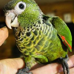 Black Capped Conure - Handfed and Friendly in Saginaw, mi
