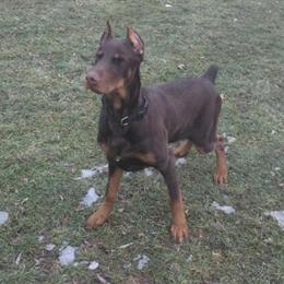 6 Month Old Male Doberman Pinscher Seeking New Home in Flint, mi