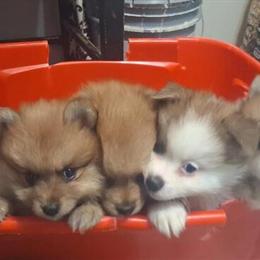 Pomeranian Puppies Ready for New Homes in Detroit, mi