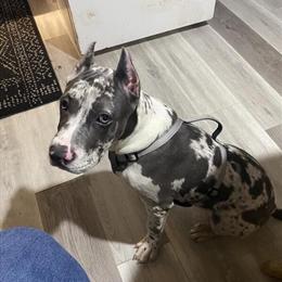 Energetic 7-Month-Old American Bully for Sale in Providence, ri
