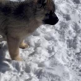 Siberian Husky Puppies Available - 1 Male and 1 Female in Pearisburg, va