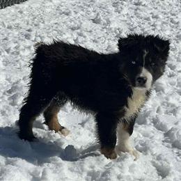 10 Week Old Female Australian Shepherd Puppies Available in Pearisburg, va