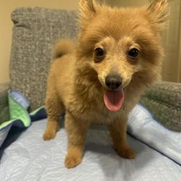 Pomeranian Puppies Available in Pearland, tx