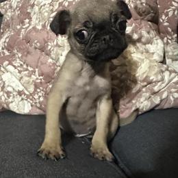Fawn Pug Puppies for Adoption in Pearland, tx