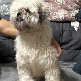 Male Shih Tzu Puppy Available in Pearland, tx